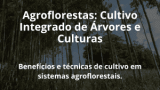 Agroflorestas: Cultivo Integrado de Árvores e Culturas